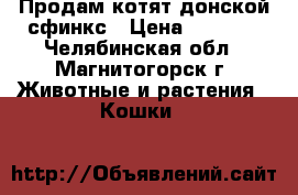 Продам котят донской сфинкс › Цена ­ 3 000 - Челябинская обл., Магнитогорск г. Животные и растения » Кошки   